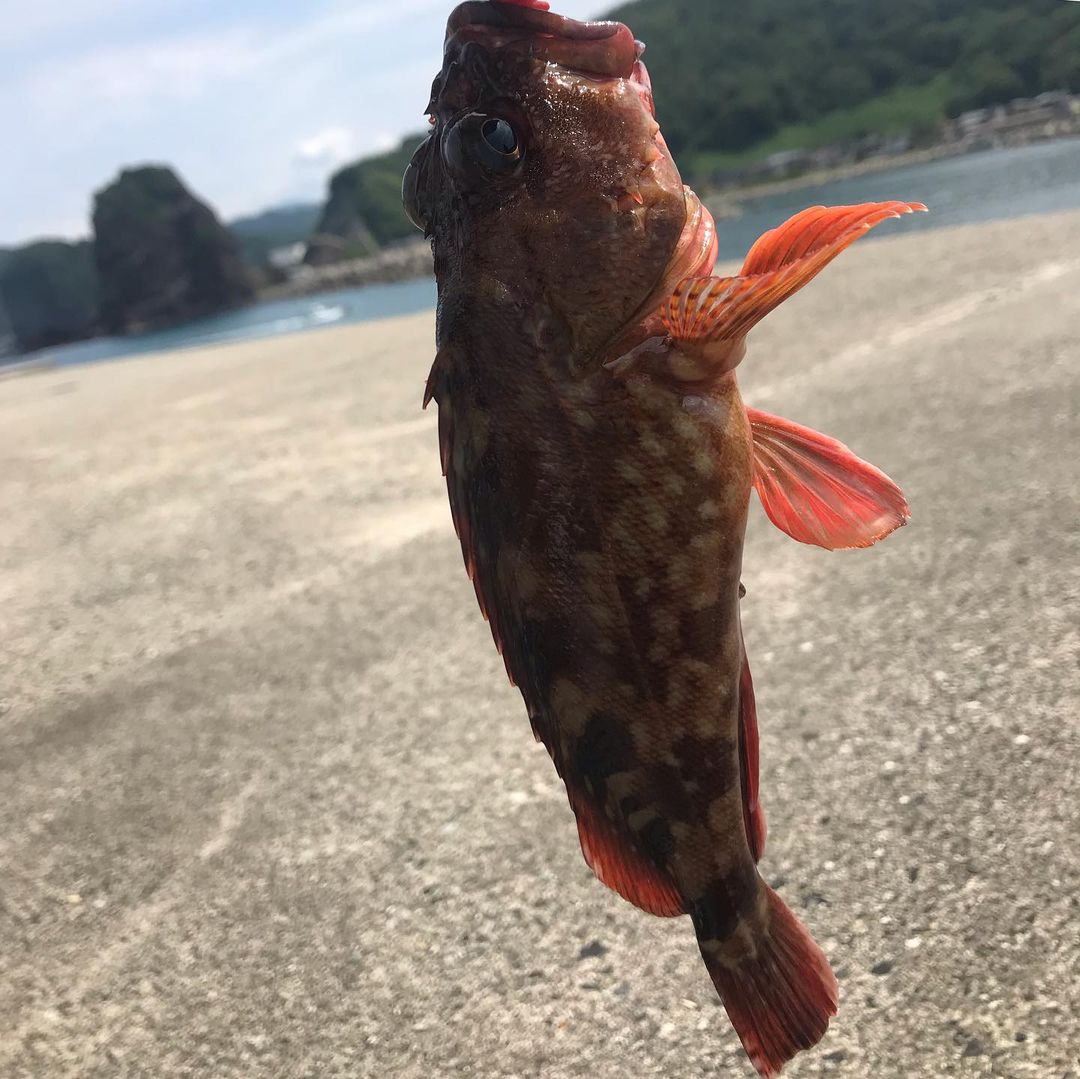 pandyatejas16's tweet photo. 今日は日本海😊
キジハタ狙いからのキス五目✨
お土産のタコ様まで‼️日の出から日の入りまで遊んできました😁️
#釣り好きな人と繋がりたい #キジハタ #アコウ #カサゴ #アラカブ #ロックフィッシュ #キス #釣り #日本海 #loveyamagata #五目釣り #タコ #マダコ #根魚 #楽しった #暑い #一条工務店 https://t.co/eEAlI883Oc
