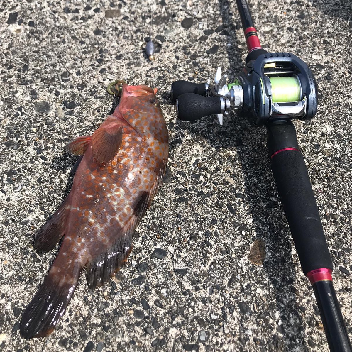 pandyatejas16's tweet photo. 今日は日本海😊
キジハタ狙いからのキス五目✨
お土産のタコ様まで‼️日の出から日の入りまで遊んできました😁️
#釣り好きな人と繋がりたい #キジハタ #アコウ #カサゴ #アラカブ #ロックフィッシュ #キス #釣り #日本海 #loveyamagata #五目釣り #タコ #マダコ #根魚 #楽しった #暑い #一条工務店 https://t.co/eEAlI883Oc