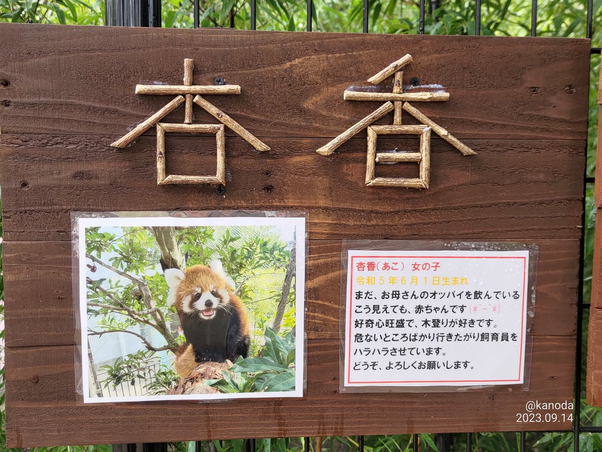 kanoda's tweet image. 杏香の個体看板
#杏香
#あこ
#熊本市動植物園