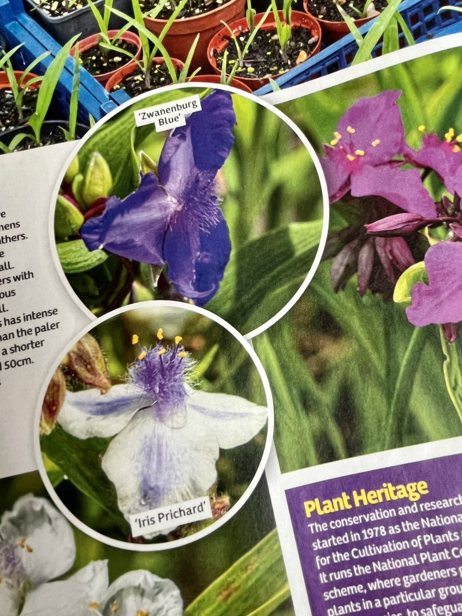 Delighted to see my feature on the National Collection of hardy tradescantia in this week’s <a href="/GardenNewsmag/">Garden News</a> 

I spent a happy morning photographing the collection and learning about how to grow these beautiful flowers. 
#gardening