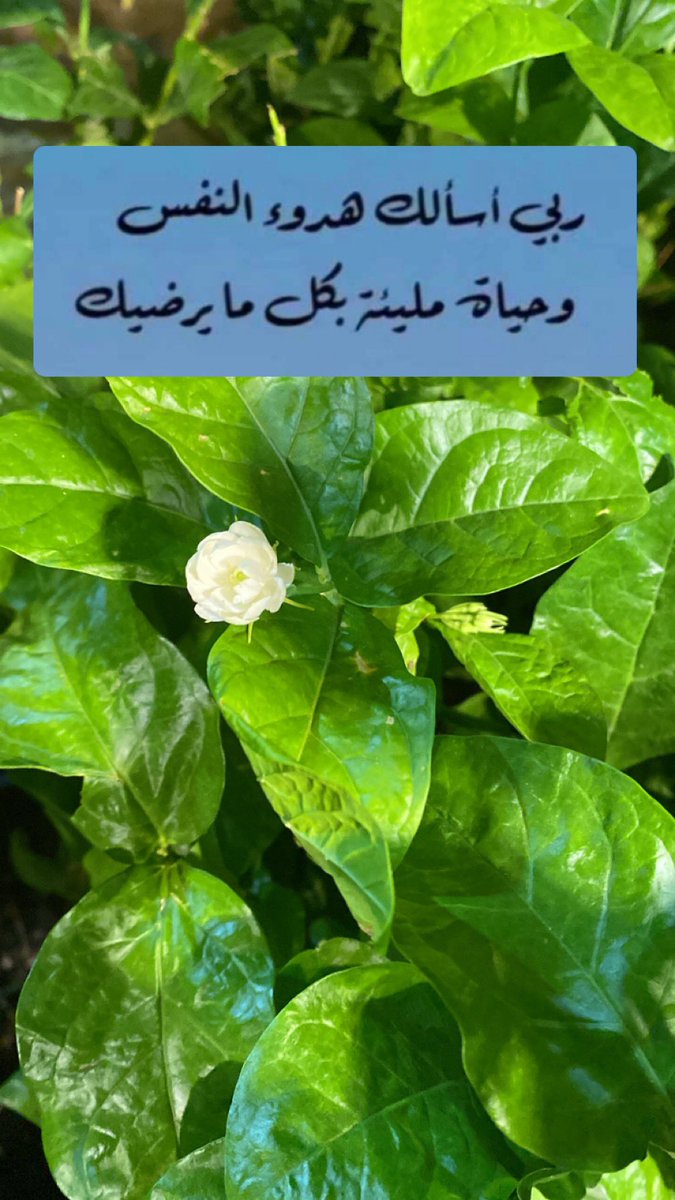 1357Mng's tweet photo. #صباح_الخير https://t.co/NijrhRVfzr