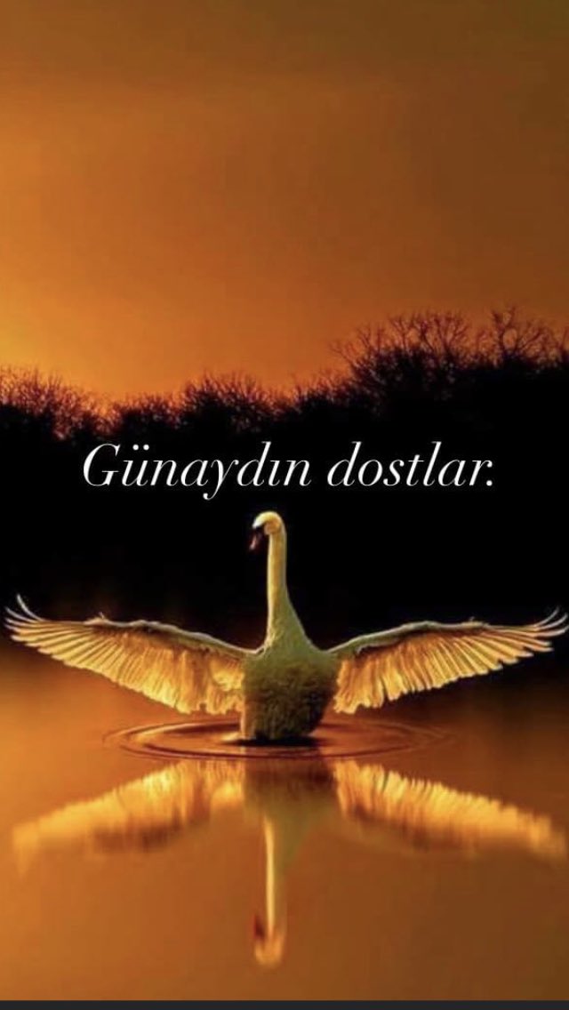 Ali Sevimlisoy (@sevimlisoyali) on Twitter photo 
