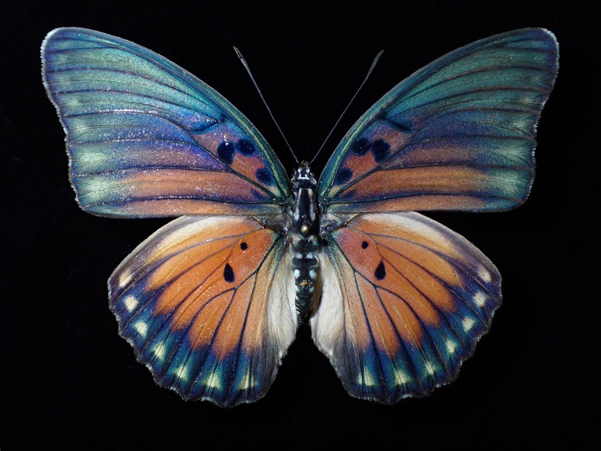 wingspan_gg's tweet photo. Euphaedra edwardsii (van der Hoeven, 1845)
This one is from GHANA.
What a beauty yea?
ガーナのものです。
かっけー
#Euphaedra #Butterflycollection #Ghana https://t.co/uPFpd5qC2t