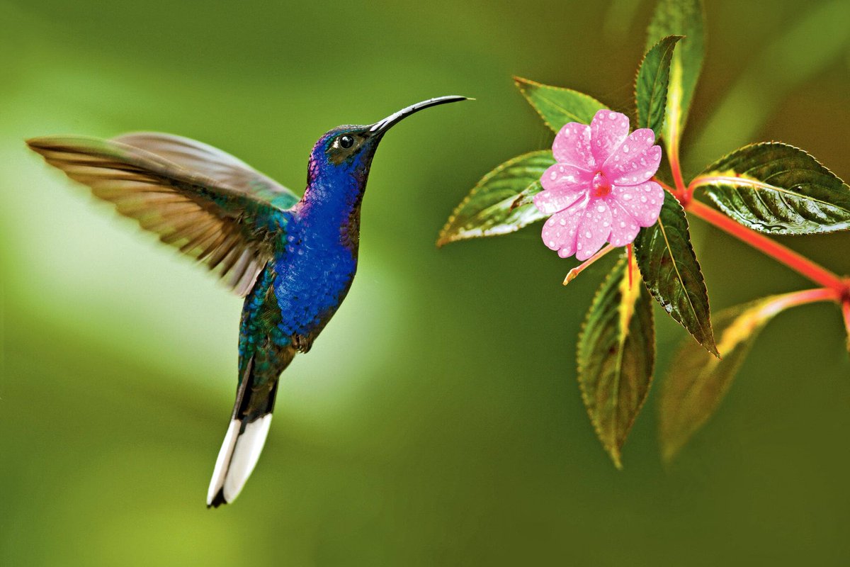 Hummingbir54471's tweet photo. #hummingbird #Hummi #HurricaneIdalia https://t.co/2ZAF0ObvOM