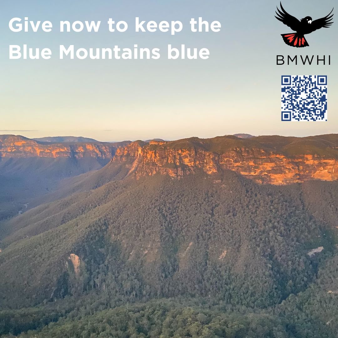 As spring arrives, the Blue Mountains reveals its breathtaking beauty. But it's not just a pretty sight; it's a haven for countless species and a crucial player in keeping our environment green. Become a Blue Mountains Guardian today, and protect nature 🌿givenow.com.au/protectingnatu…