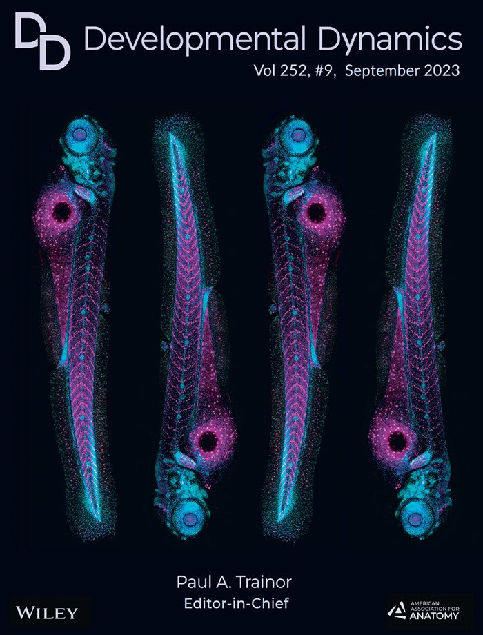 The Art of Science - Cover of Developmental Dynamics

A transgenic #zebrafish in which slow-twitch #muscle is labeled with #TGFBR3 (mCherry - magenta). With thanks to  Lizbeth Ramírez-Vidal, Fernando López-Casillas and colleagues
