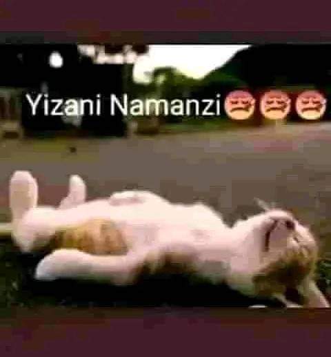 Aya14115779's tweet photo. @tito_mboweni https://t.co/7zY4uIfM3J
