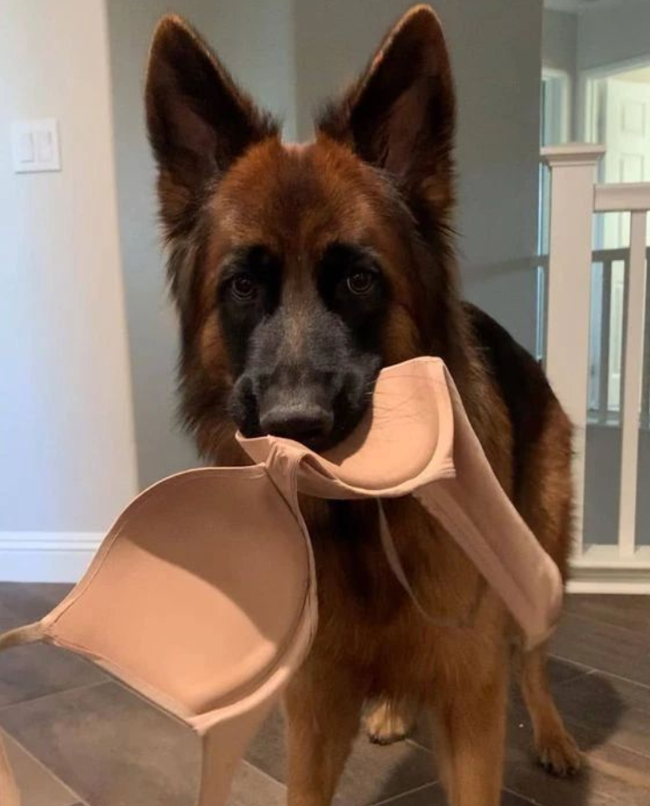 all_about_gsd's tweet photo. All dogs are the same😆🤣❤️🐾🐾
#gsd #gsd_feature #germanshepherdlabmix #gsdowner #gsddaily #germanshepherdinstagram #gsdloverss #germanshepherdrescueofoc #deutscherschäferhundwelpe #germanshepherdsofinsta #germanshepherdhuskymix #germanshepherdpuppies #germanshepherdmom https://t.co/Q20810h8nt