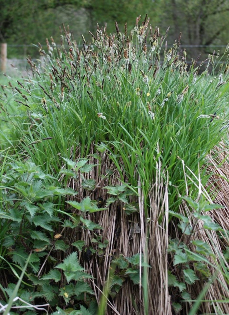 Fantastic news for Scarce Tufted-sedge (Carex cespitosa)! 
Our project has been awarded funding by @naturalengland’s #SpeciesRecoveryProgramme,
ensuring the future  of a critically endangered plant, only found on one site in the whole of the UK, here in Herts! @HMWTBadger 🌱😍❤️