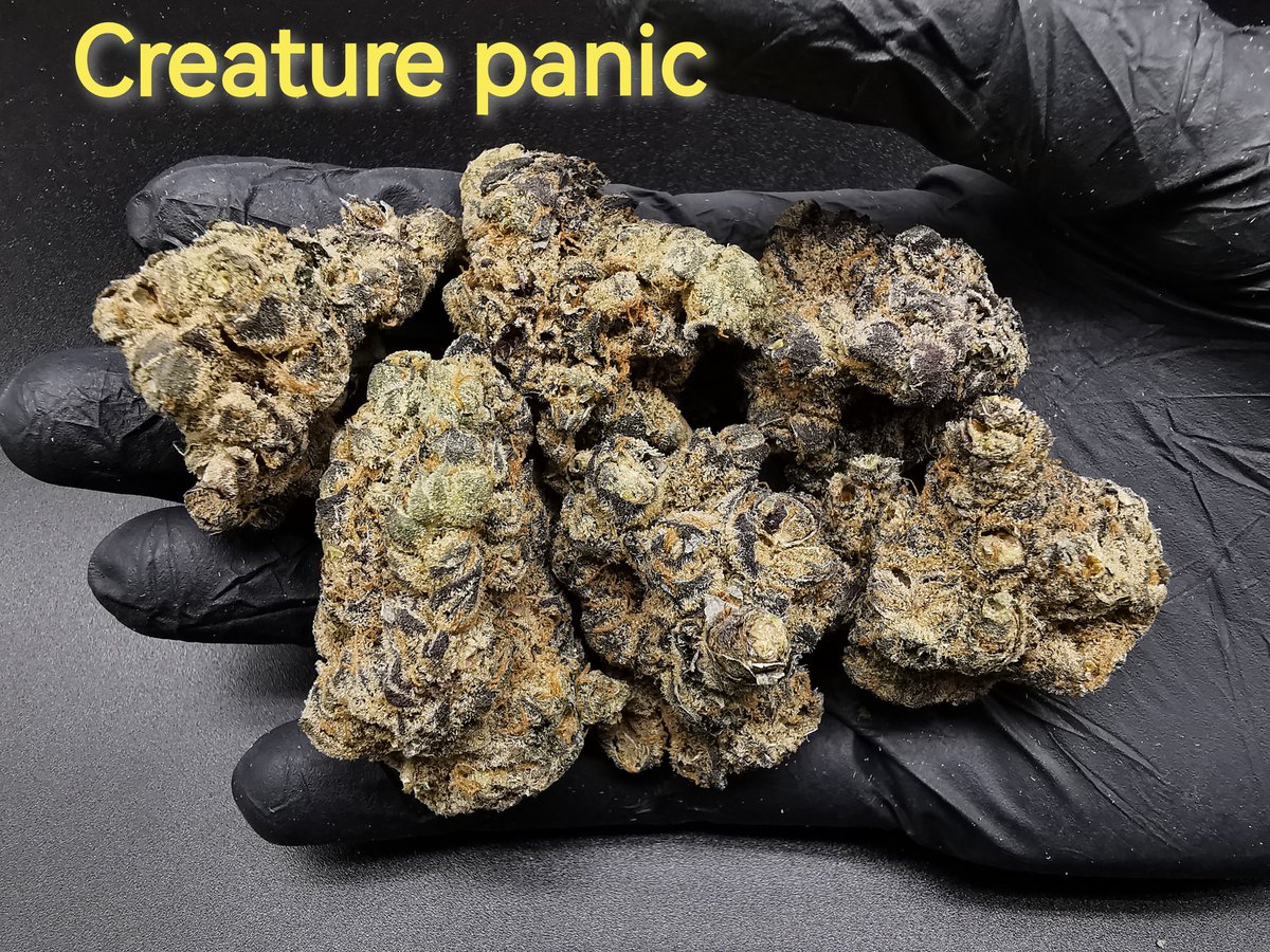 funcloud101's tweet image. Indoor Hydroponic 
- Popcorn 🍿 
1g 85.- 
10g 750.- 
30g 2,100.- 
50g 3,000.- 
100g 5,500.- 
- Top 🪷
1g 150.- 
10g 1,350.- 
30g 3,300.- 
50g 5,000.- 
100g 9,500.- 
All of all menu is in the group 😋 
line.me/ti/g2/kMpA5L-S…
#กัญชา #กัญชานอก #กัญชาไทย #og #weed #cannabis #กัญชาog