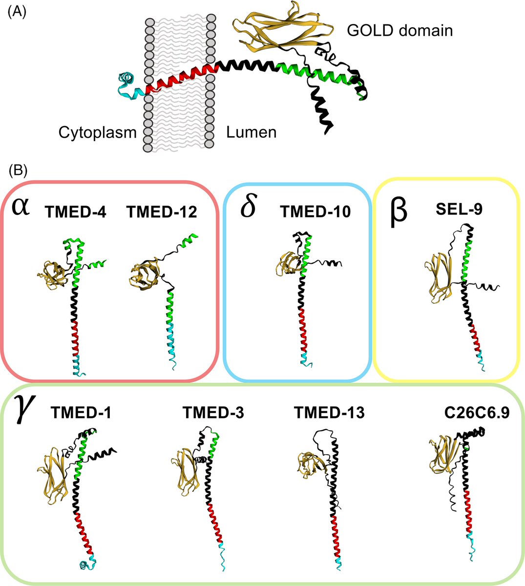 DevelopmentalDy's tweet photo. Cells interact through complex networks of membrane-associated and secreted #proteins. Learn how #TMED proteins in #celegans facilitate basement membrane breakdown between the somatic gonad and epithelial cells during vulva development and reorganization. https://t.co/5CWVjDpIjc https://t.co/Ta0EN9B5CK