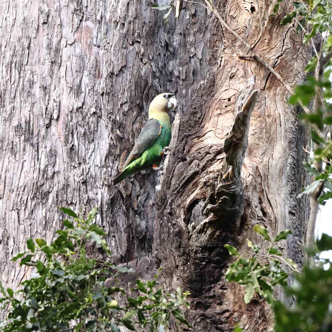 It's breeding season for the Cape Parrot. Last month 3 new nests were discovered by our research team in Hogsback. This adult male is at one of the newly discovered nests. 
#CapeParrotProject #BirdoftheYear2023 
Image by: Dr Francis Brooke, Research Manager <a href="/capeparrot/">Cape Parrot Project</a>