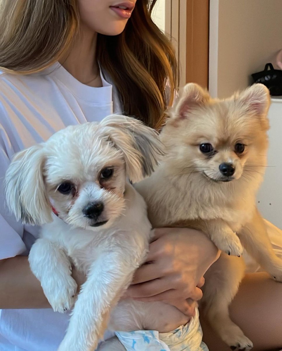HoneyMhal's tweet photo. happy 1st barkday to my fur babies! cola and cloud 🐾🐶🥳 https://t.co/68FLHja4Tq