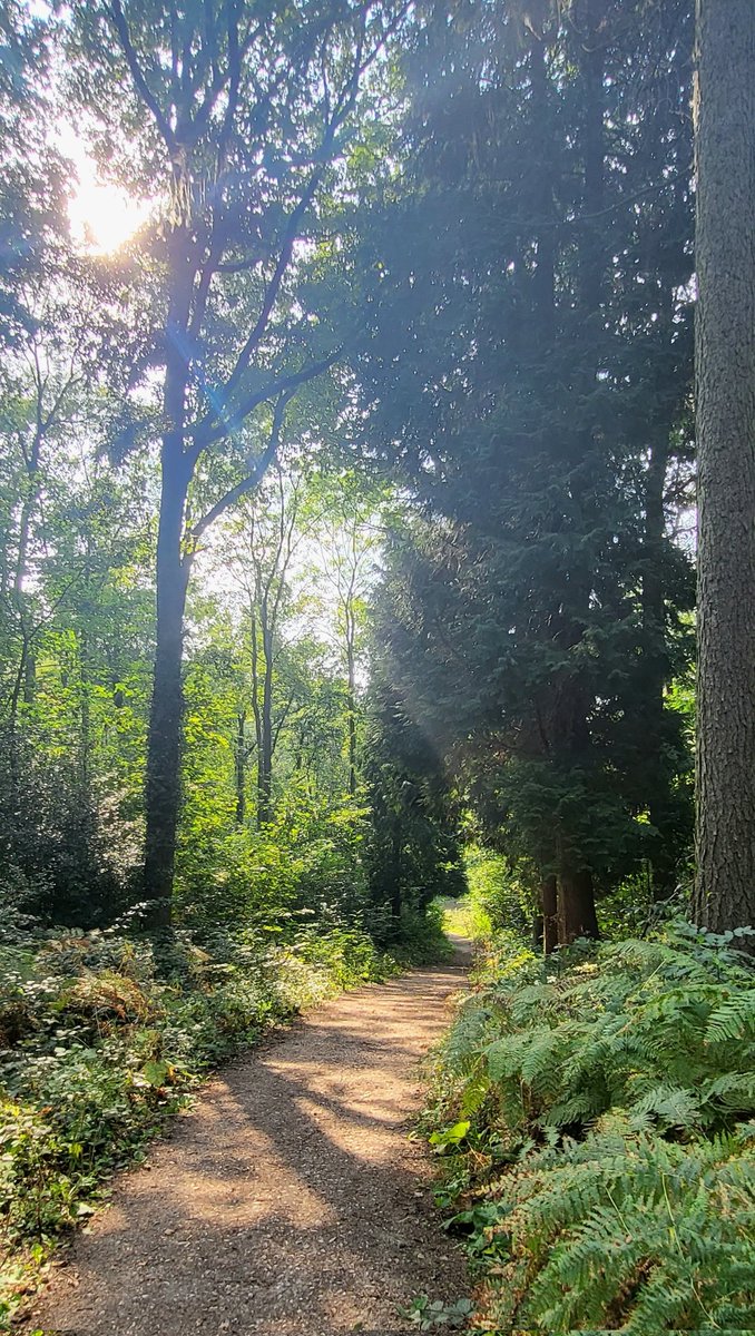 Good morning everyone 👋 wishing you all a terrific Thursday. Last weekends walk around Jackson's Bank, Staffordshire. #ScenicView #WalkInTheWoods #landscapephotography #Trees #TreeLinedPath #NationalForest