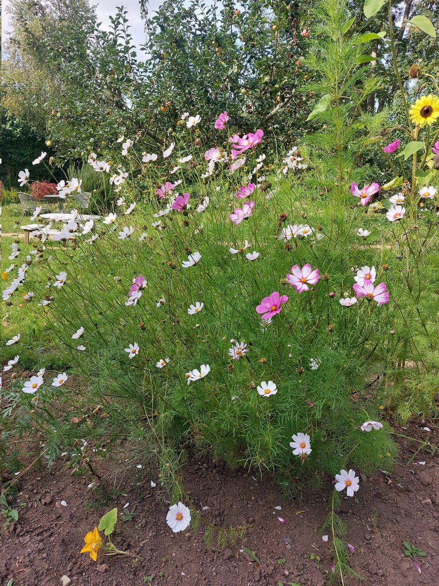 StPetersComm's tweet image. 🏵 Rainbow garden &amp;amp; Cosmos still looking lovely