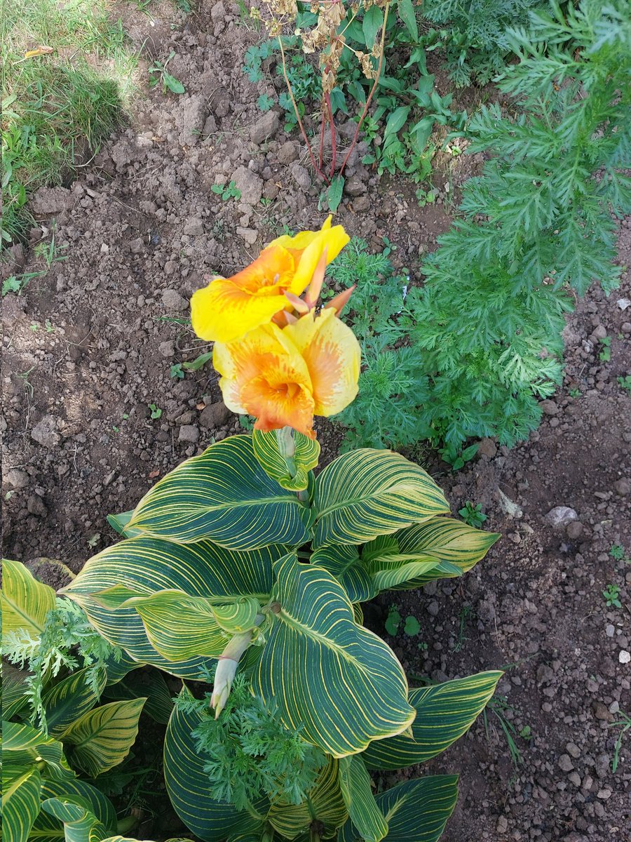 StPetersComm's tweet image. 🏵 Rainbow garden &amp;amp; Cosmos still looking lovely