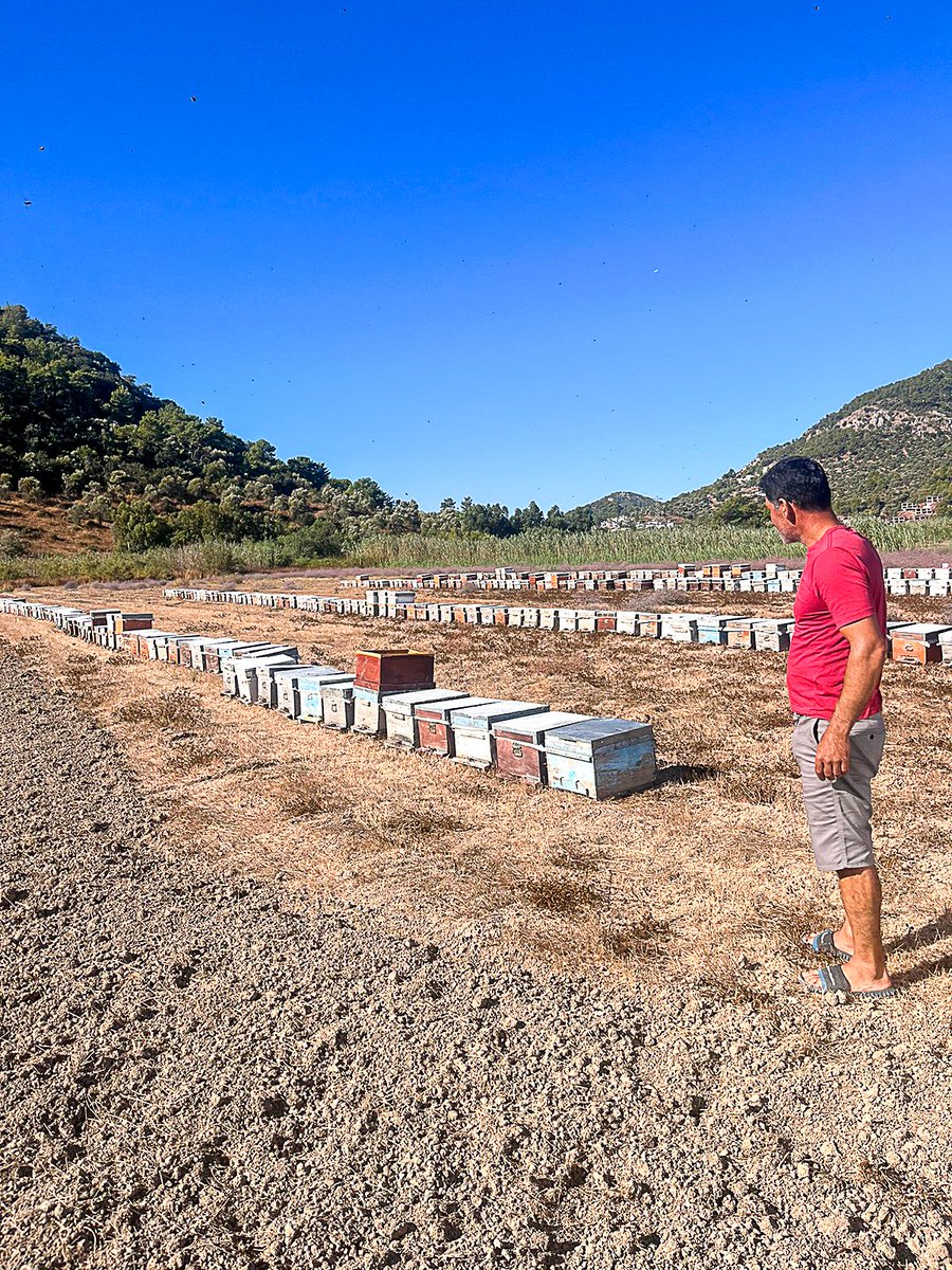 ortacatarim's tweet image. 🐝🌱Ortaca İlçe Tarım ve Orman Müdürlüğü Hayvan Sağlığı Ekipleri olarak, 2023 yılında arılı kovan desteklemeleri için tespit çalışmalarımız hız kesmeden devam 
ediyor. Arıların sağlığı, doğamızın dengesi için büyük önem taşıyor. 🍯🌼🌱🐝

#Ortaca #Arıcılık #Destekleme #Kovan #AKS