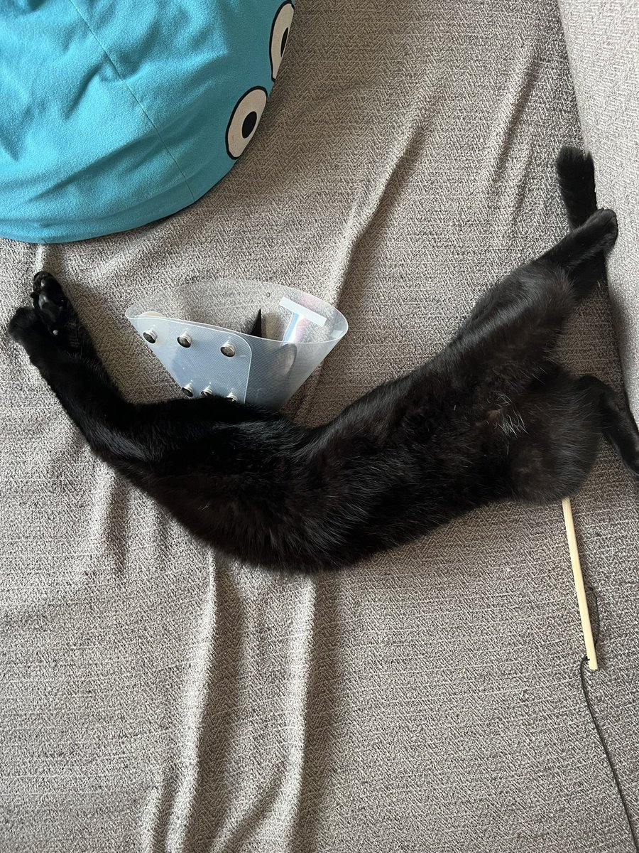 meeeeji83's tweet photo. お腹出しすぎです😾 https://t.co/9allH4ogIk