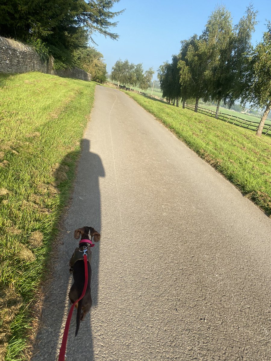 Good morning Twitter. Buried myself in the blanket en route to doggy day care yesterday, and again at home. Also enjoying running with daddy in the mornings. #dogsoftwitter #daschund