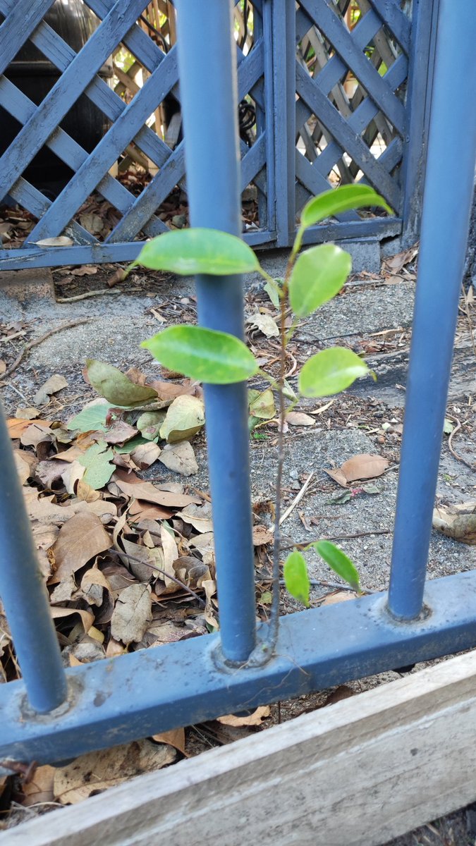 El que tiene miedo a morir que no nazca.