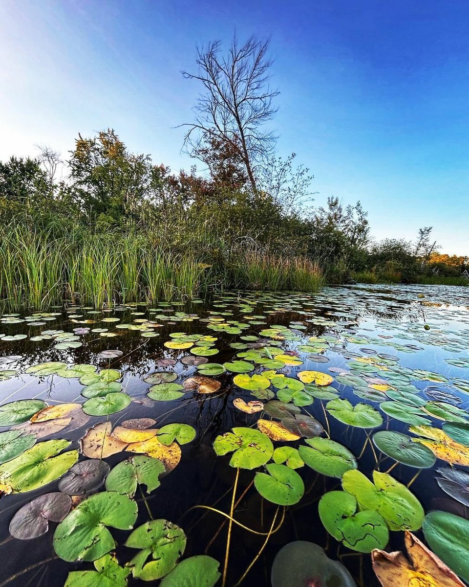 kawarthaNOW's tweet photo. Good Saturday morning our #kawarthapeeps from Lezley Woodhams Photography on Shadow Lake. Follow the photographer on Instagram at https://t.co/UveRTG7FQQ and on Facebook at Lezley Woodhams Photography
#shadowlake #coboconk #norland #kawarthalakesontario #kawarthalakes https://t.co/83tnztjTxf