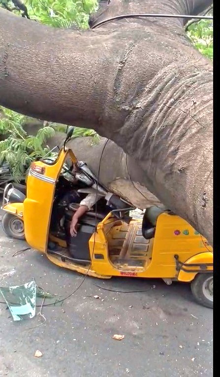 krishna0302's tweet photo. Plz share. Today, because of #GHMC's negligence, an auto driver was killed as a tree fell on his vehicle in Hyderguda. Unlucky? NO. CCTV footage clearly shows that only an idiot will cover a tree with a concrete boundary! This will weaken the roots of any healthy tree! #Hyderabad https://t.co/QlXI4J4Dp0
