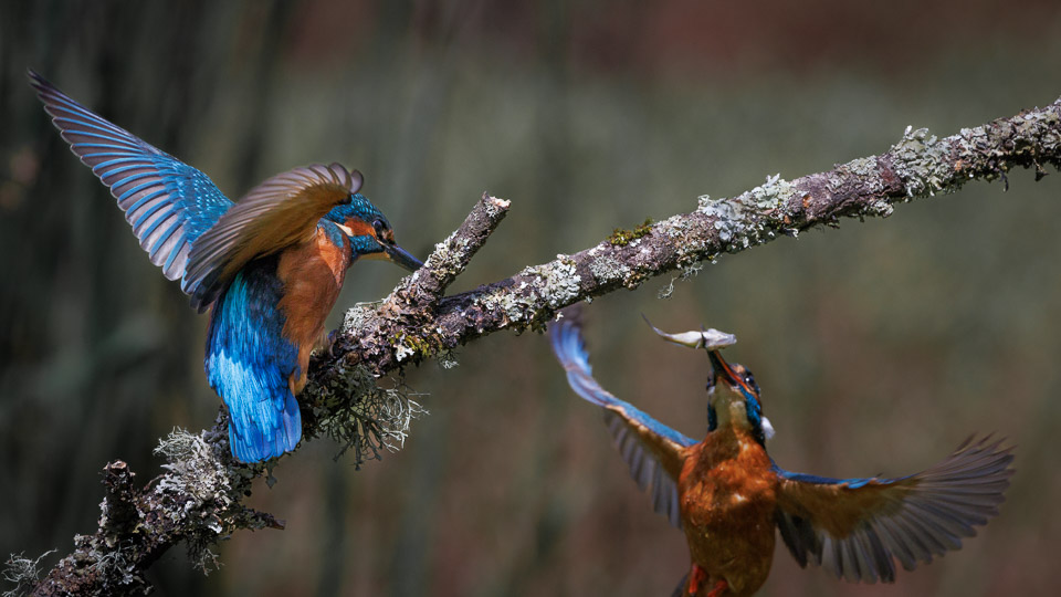 ChrisBournPhoto's tweet photo. 𝙏𝙖𝙡𝙚𝙨 𝙛𝙧𝙤𝙢 𝙩𝙝𝙚 𝙍𝙞𝙫𝙚𝙧𝙗𝙖𝙣𝙠

This year's Kingfisher brood fledged a couple of weeks ago. Before they learn to hunt they are still reliant on Mum and Dad for food. Here a juvenile male waits for Dad to return with a freshly caught breakfast. 

#kingfisher https://t.co/6n9TnQjmcI