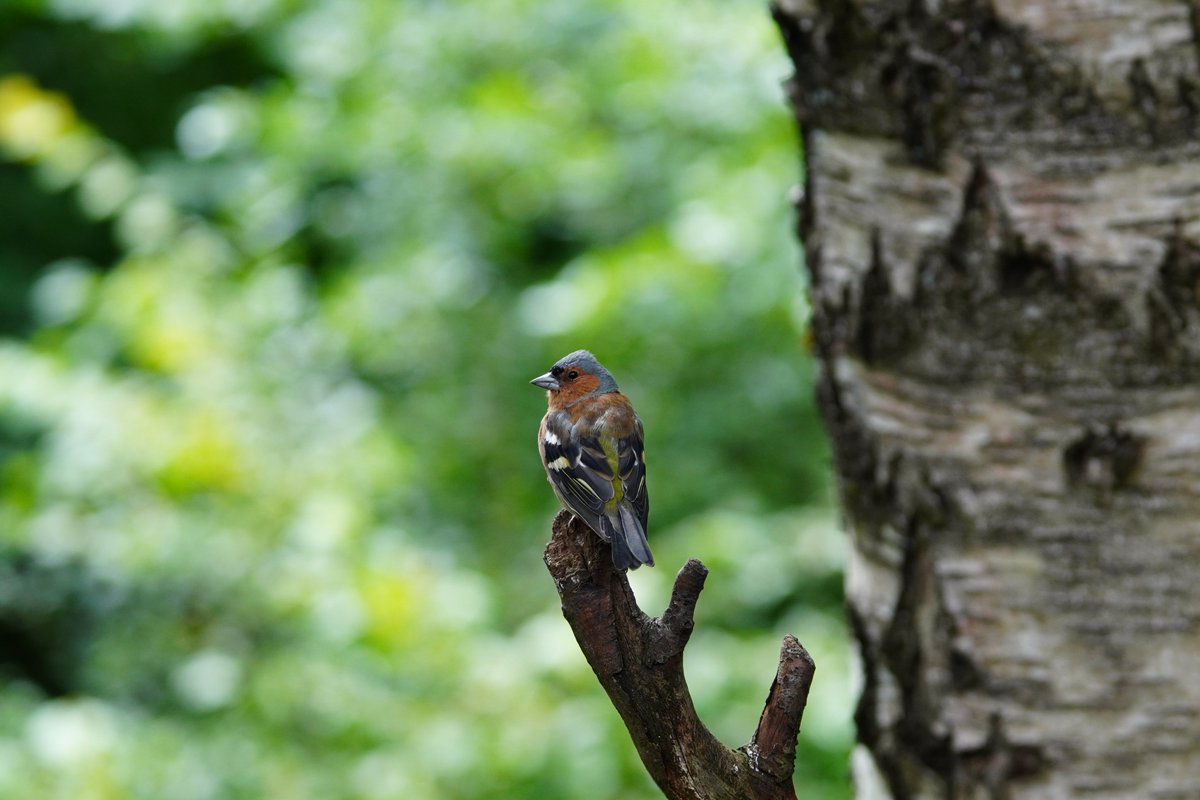 Ruari Saunders Photography tweet media