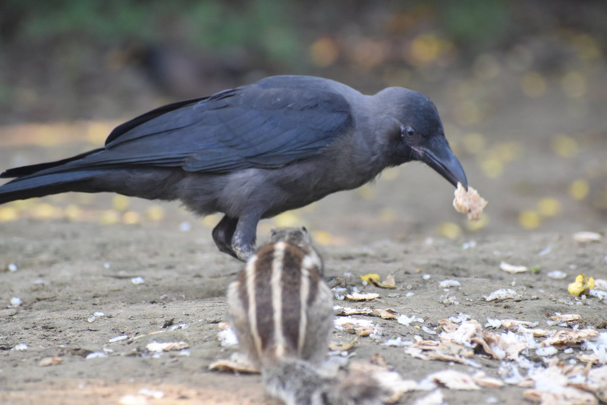 Dpsairy's tweet photo. Friendly crow eating food with squirrel. 
Location:- New Delhi, India.

#Crow #birds #BirdsSeenIn2023 #bird #birdphotography #birdtwitter #birding #wildlife #foto #birdlovers #birdwatching #nature #naturephotography 
#TwitterNatureCommunity https://t.co/2DWyvLgkre