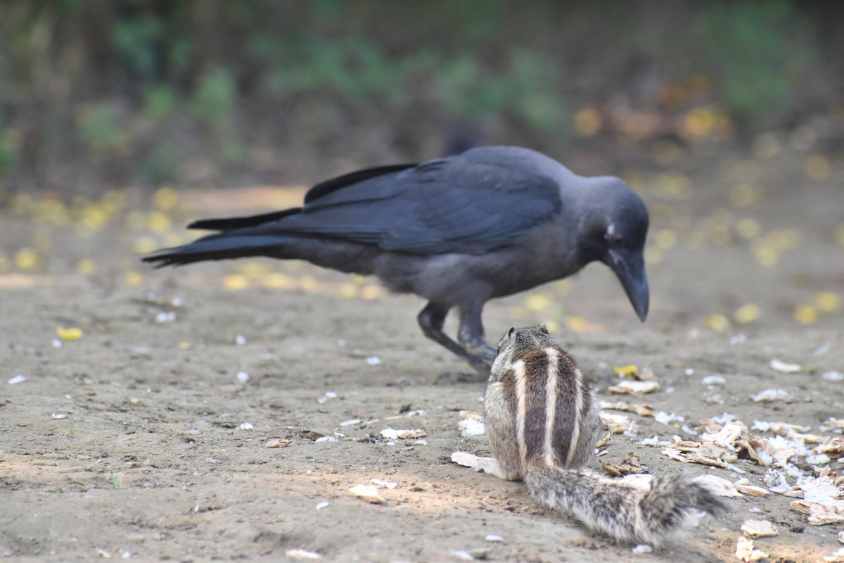 Dpsairy's tweet photo. Friendly crow eating food with squirrel. 
Location:- New Delhi, India.

#Crow #birds #BirdsSeenIn2023 #bird #birdphotography #birdtwitter #birding #wildlife #foto #birdlovers #birdwatching #nature #naturephotography 
#TwitterNatureCommunity https://t.co/2DWyvLgkre