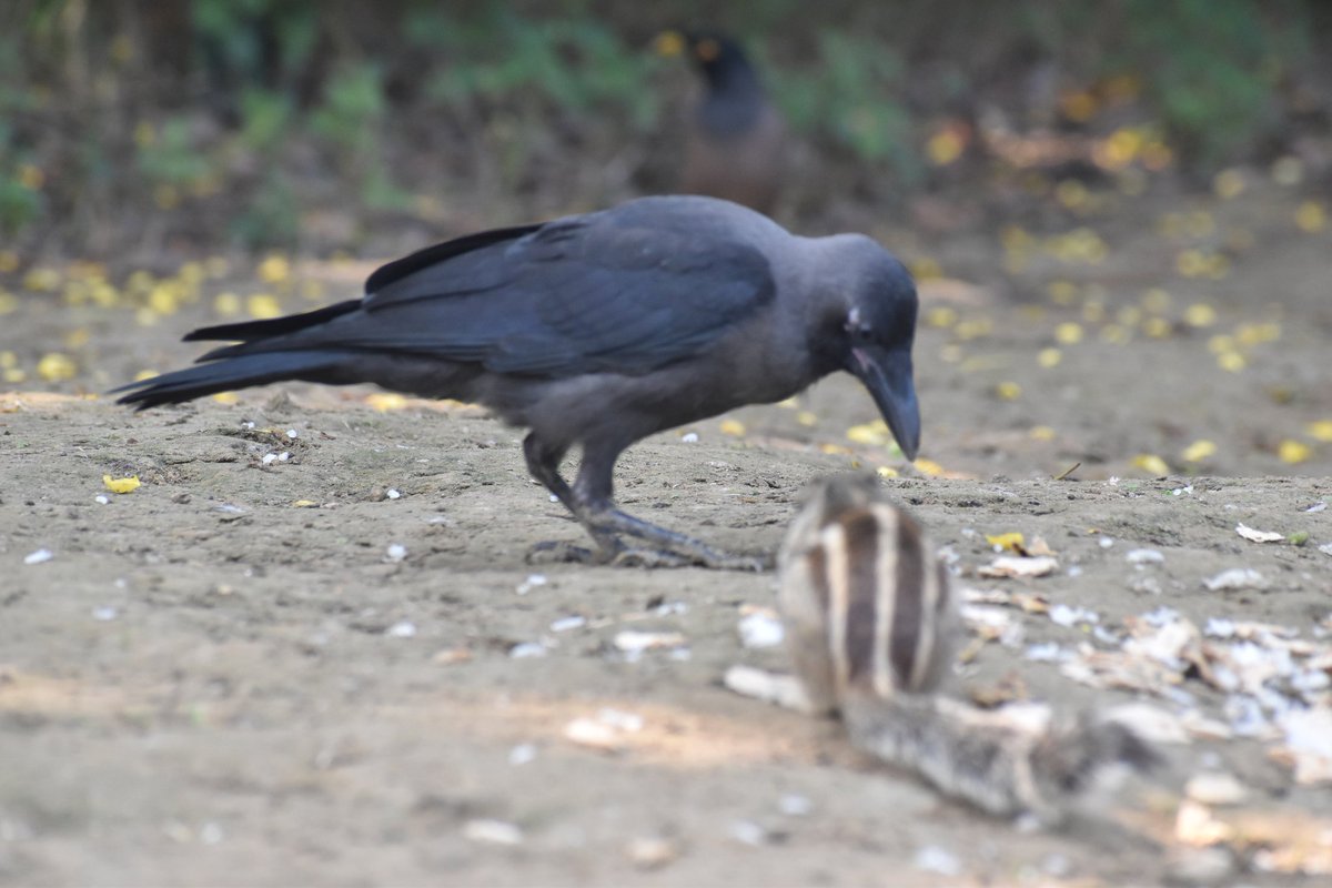 Dpsairy's tweet photo. Friendly crow eating food with squirrel. 
Location:- New Delhi, India.

#Crow #birds #BirdsSeenIn2023 #bird #birdphotography #birdtwitter #birding #wildlife #foto #birdlovers #birdwatching #nature #naturephotography 
#TwitterNatureCommunity https://t.co/2DWyvLgkre