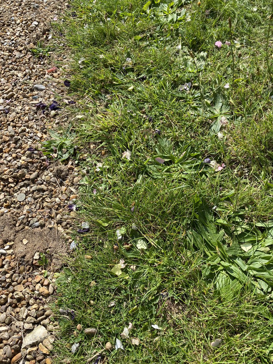 We had a wedding yesterday at St Peter’s, Repps cum Bastwick. Biodegradable confetti - bring it on - Happy Days! @MarthamChurches @dioceseofnorwich