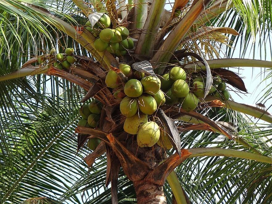 Today is the Dag van de Kokosnoot - What is your favourite fruit called in Dutch?

De kokosnoot - The coconut
De vrucht - The fruit
De palmboom - The palm tree

#learndutch #dutchlanguage #dutch #dutchlanguagecourses #nederlandsetaal #dutchexpats #learningdutch #nederlandsleren