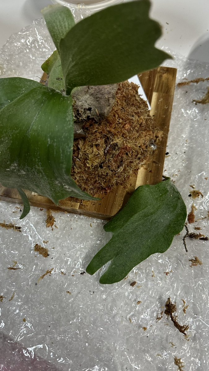 판부작을했고 잎하나 떼어먹었다