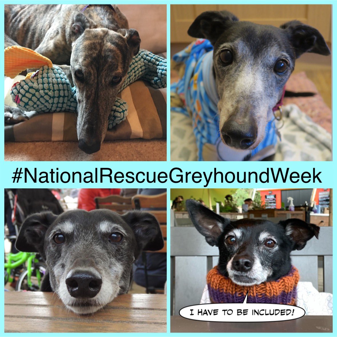 #nationalrescuegreyhoundweek
#rescuednotretired

JoJo 💜💔 
Sonia 🩵💔
Emily🩷

Bobby 🤫😂

Please join the #nationalrescuegreyhoundweek by posting photos of your gorgeous greyhounds with the hashtag  #nationalrescuegreyhoundweek