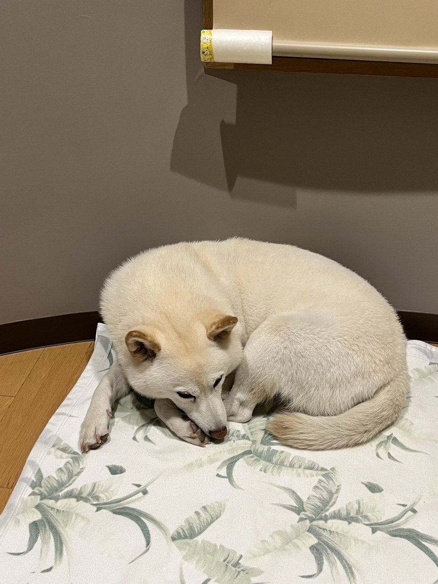 sirosibainu's tweet photo. 異常なし
#定期監視 https://t.co/pXc4Cznfah