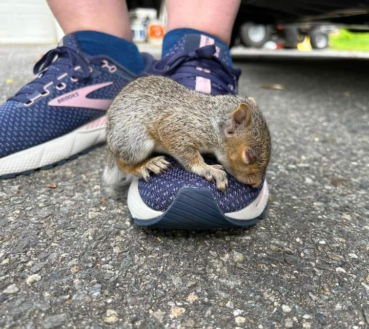squirrel_zigzag's tweet photo. When young squirrels are orphaned, they are more likely to approach people in a desperate attempt for help.

It’s a risky choice for them and who they choose could mean the difference between life and death. https://t.co/6IYPhI57Sk