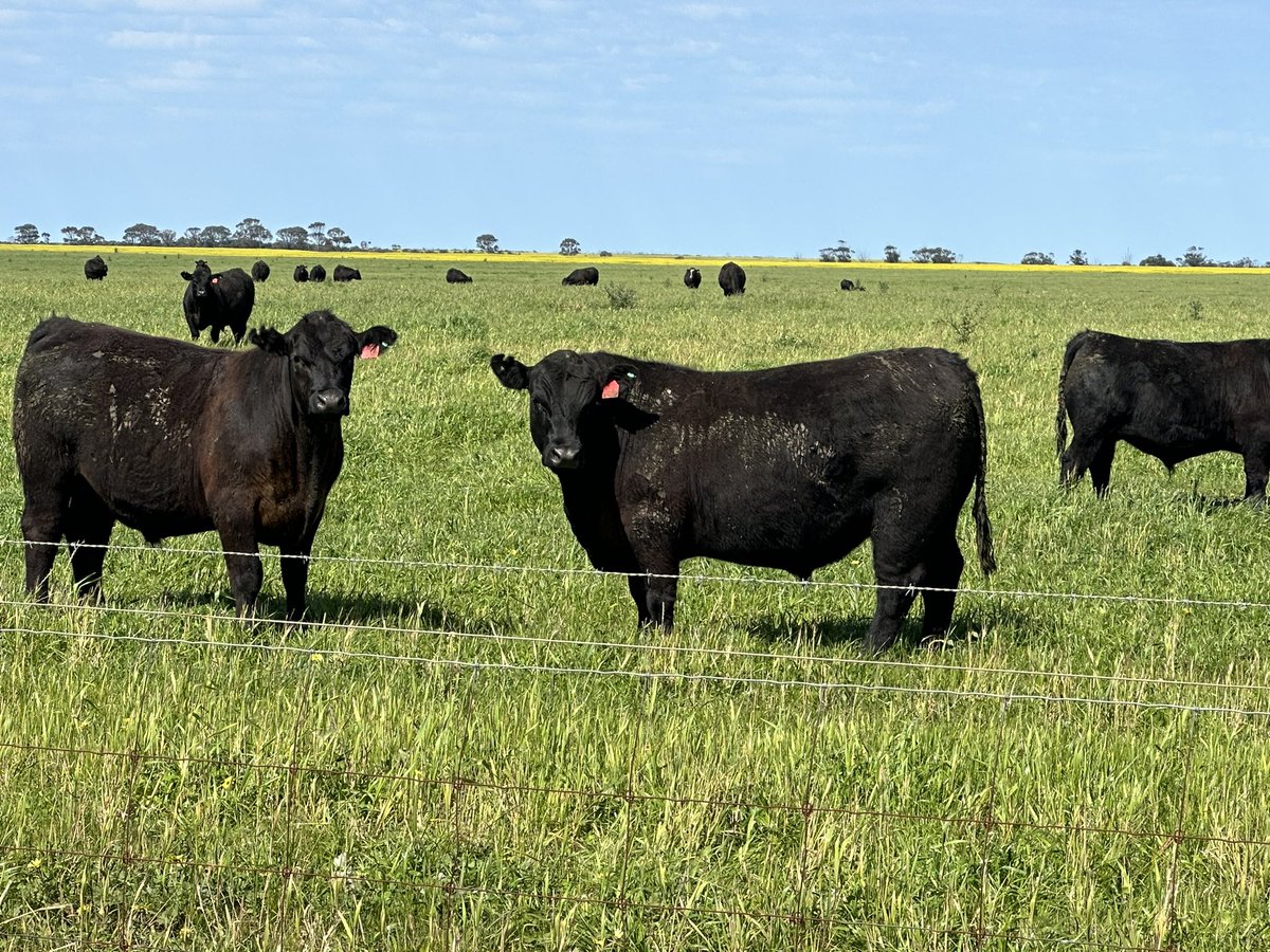 Simon Fowler tweet media