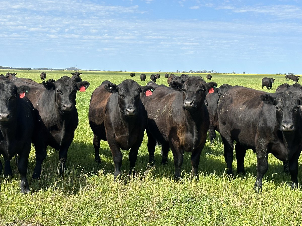 First load of grass steers ready to go.