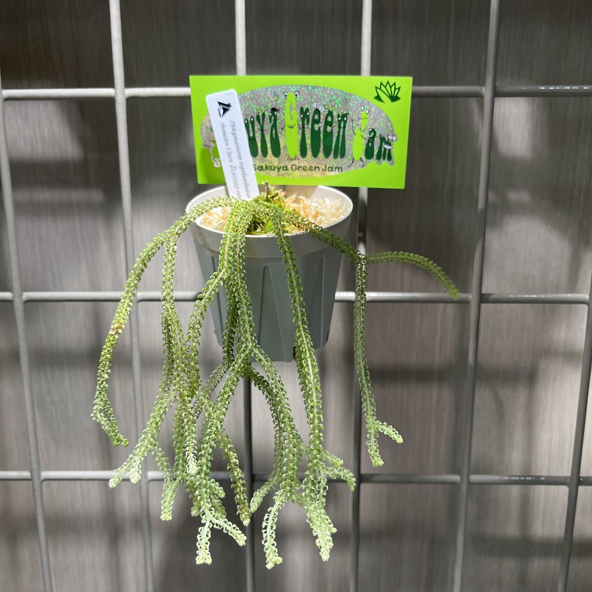 yuzuchan2's tweet photo. 咲くやこの花館

アグラが残ってなかったので、こちらを購入。Phlegmariurus copelandianus。

初めてなのでとても不安ですが、枯らさないように頑張って育てます。 https://t.co/w4A8gBcltM