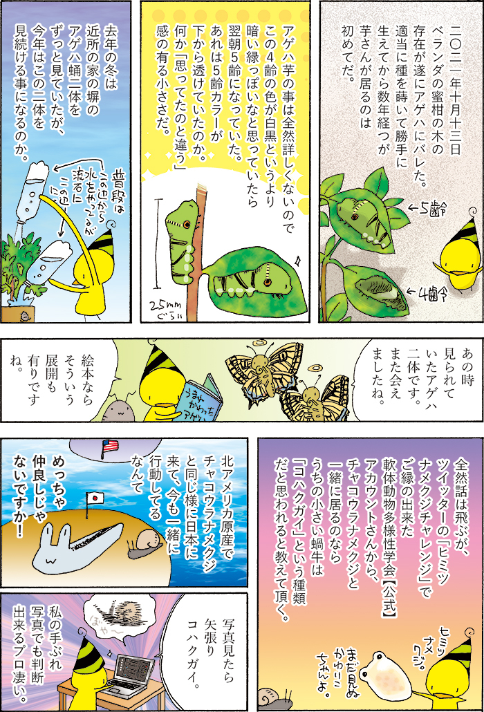 アゲハ芋が来るようになったのは2021年からでしたね。 (1/1) 