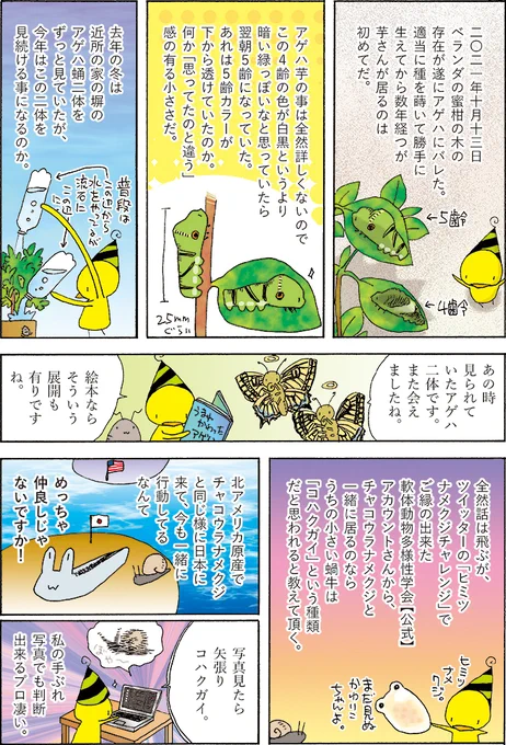アゲハ芋が来るようになったのは2021年からでしたね。 (1/1) 