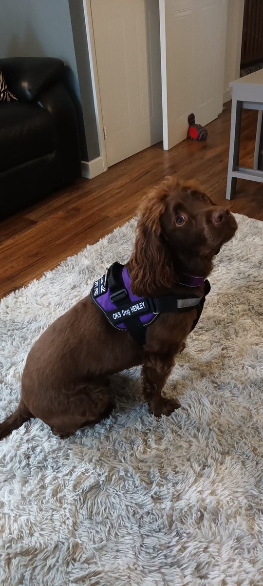 OK9 TVP wellbeing dog Henley is ready to give fun at the TVP open day #sulhamstead #OK9 
<a href="/OscarKiloNine/">OscarKilo9</a>