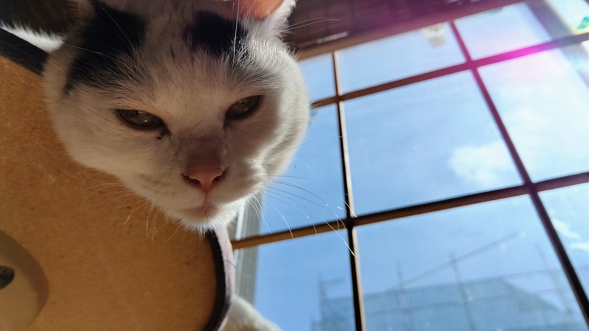 kedama_wacafe's tweet photo. 🐶アニマルカフェけだま🐱
千葉県柏市南増尾5-22-26
定休日　月曜日【臨時定休あり】
🏠OPEN　11:30~
☎04-7173-5888
ふれあいは貸し切りのため事前予約をお願いしてます🐾
#柏
#逆井
#五香
#南増尾
#松戸
#常盤平
#ドッグカフェ
#猫カフェ
#激安弁当
#200円弁当 https://t.co/5SJNw8fepi