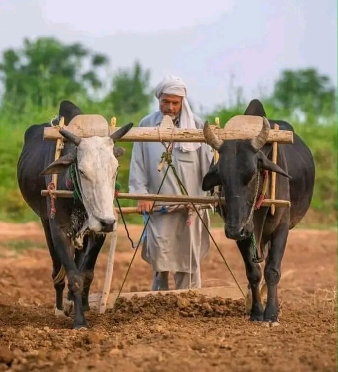 Discover the charm of rural Punjab with the traditional farming duo the 'Bullocks' and 'Plough. These sturdy bullocks and their trusty plough are a common sight in the agricultural heartland of Punjab. #PunjabFarming #RuralLife #TraditionalAgriculture #BullocksAndPlough #PindLife