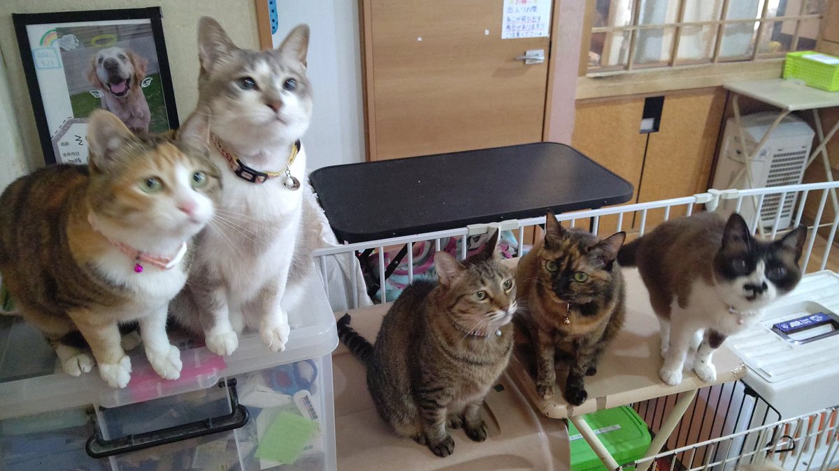 kedama_wacafe's tweet photo. 🐶アニマルカフェけだま🐱
千葉県柏市南増尾5-22-26
定休日　月曜日【臨時定休あり】
🏠OPEN　11:30~
☎04-7173-5888
ふれあいは貸し切りのため事前予約をお願いしてます🐾
#柏
#逆井
#五香
#南増尾
#松戸
#常盤平
#ドッグカフェ
#猫カフェ
#激安弁当
#200円弁当 https://t.co/5SJNw8fepi