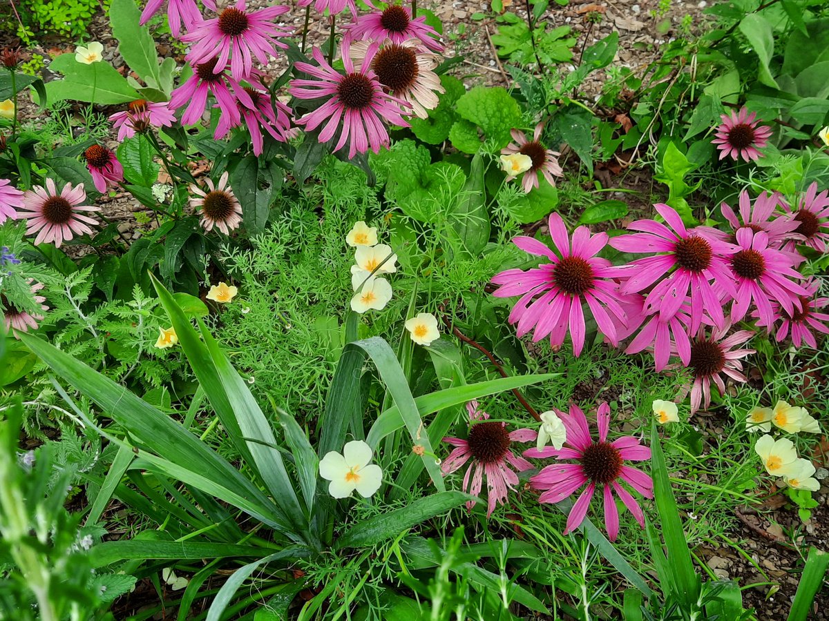 Ticking along in the #Nectar #Garden <a href="/DartingtonTrust/">Dartington Trust</a>. On another note I think I need more Sedums in my life. <a href="/visitsouthdevon/">Visit South Devon</a> <a href="/DevonGardens/">Devon Gardens Trust</a> <a href="/DevonLife/">Devon Life</a> <a href="/VisitDevon/">Visit Devon</a> <a href="/garden_uk/">Garden Visitor UK</a>