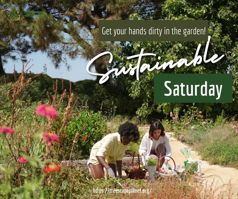 It’s a Sustainable Saturday: Get your hands dirty in the garden today! Plant a tree, grow herbs, or start a veggie patch. Document your green thumb journey and inspire others to cultivate their own green spaces.🌱🏡👩🏽‍🌾
#GardenGoals #SustainableGardening
