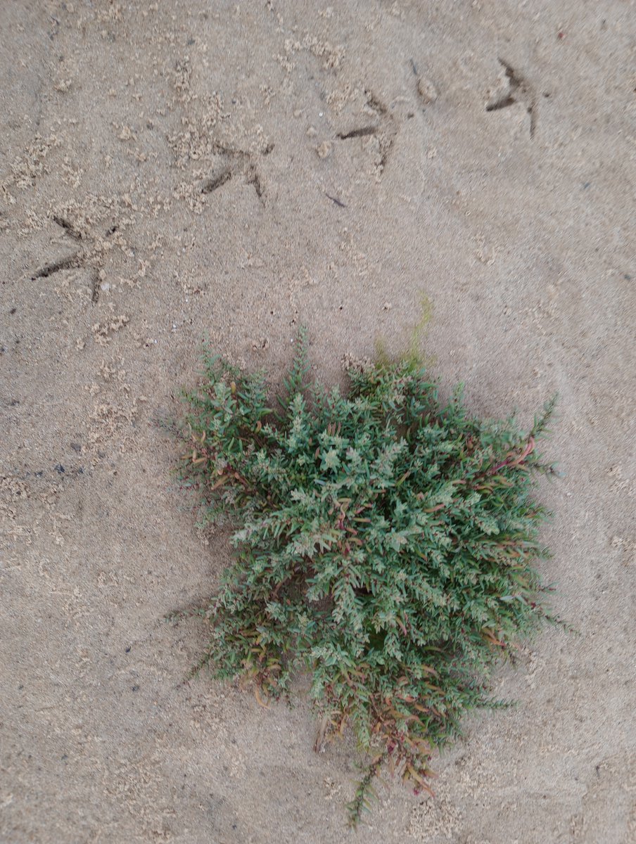PurbeckWild's tweet photo. Annual Sea-blite vs Shrubby Sea-blite.  Shrubby is the rarer one.

#seablite #coastalplants #wildflowerhour #halotypes #twitternaturecommunity #saltmarsh #saltmarshplants #foraging https://t.co/dMSkOpMDfm