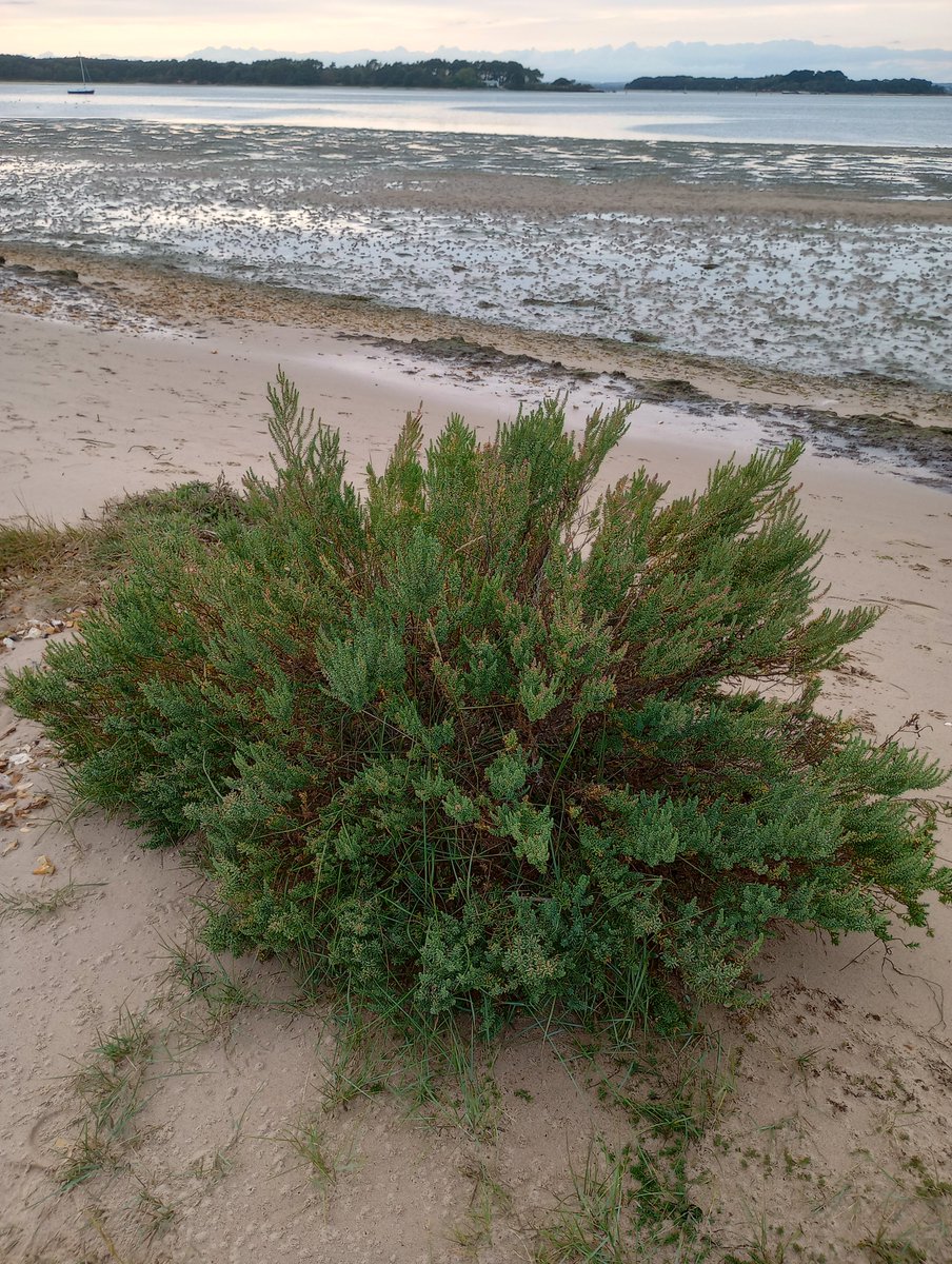 PurbeckWild's tweet photo. Annual Sea-blite vs Shrubby Sea-blite.  Shrubby is the rarer one.

#seablite #coastalplants #wildflowerhour #halotypes #twitternaturecommunity #saltmarsh #saltmarshplants #foraging https://t.co/dMSkOpMDfm